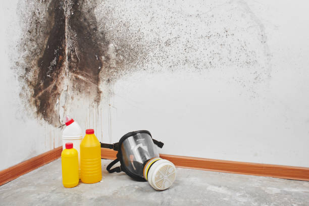Best Local Mold Removal Service  in Enetai, WA