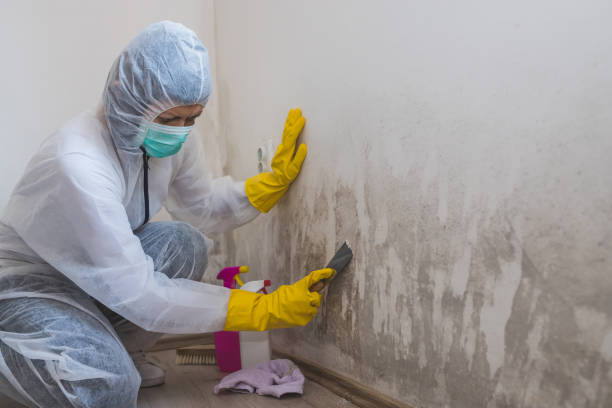 Best Residential Mold Removal  in Enetai, WA