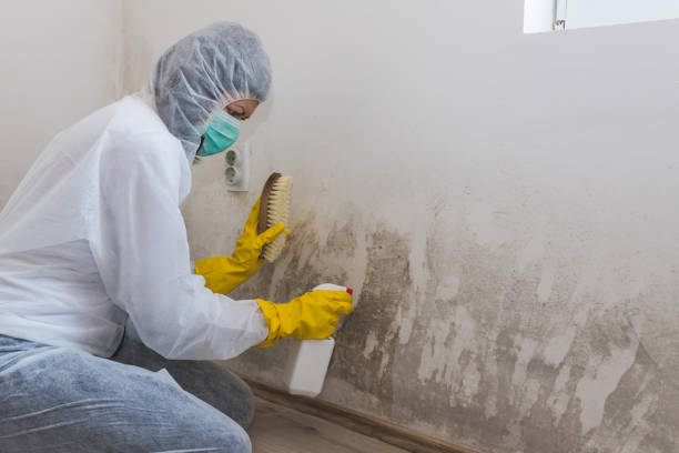 Best Black Mold Removal  in Enetai, WA