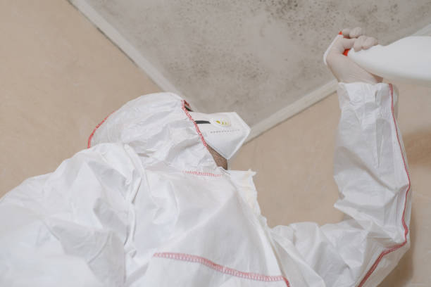 Best Attic Mold Removal  in Enetai, WA