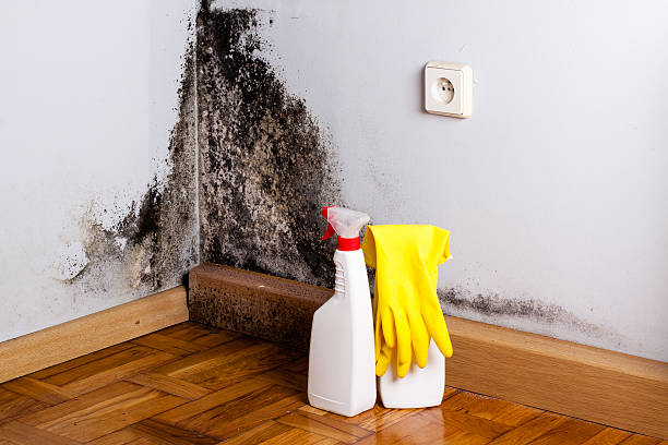 Best Mold Testing  in Enetai, WA